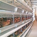 A specialized layer battery cage for poultry farms, housing chickens for laying