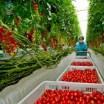 Agriculture Multi Span Greenhouse For Tomato Plants And Cucumber Growing