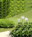 Plastic 1 Inch 1.2V Solar Flower Garden Lights