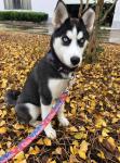 Durable Waterproof Dog Collar And Leash , Reflective Pet Training Leash