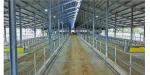 Steel Structure Cow House Design Cow Farm House Farm Shed Steel Structure
