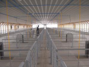 China Galvanized Designed Pig Fatten crate Sow Finishing Pen Gray Color Galvanized factory
