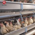 Poultry Farming Battery Chicken Cages System H Type Automatic Laying Hens Egg
