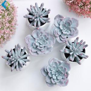 China Bookcase Decoration Artificial Green Plants , Home Use Faux Succulent Plants factory
