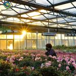 Flower Growing Steel Frame Greenhouse Wind Resistance Large Glass Greenhouse