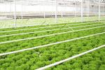 310nm QB288 V2 Quantum Board Led Grow Lights