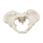 Eco-friendly PVC 1:1 Life Size Medical Education Artistic Creation Design