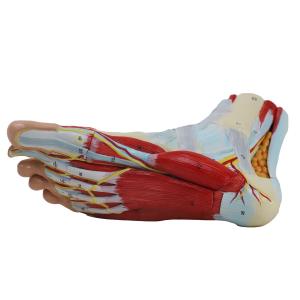 China Life size Anotomy Didactic Research Medical School Campus Hospital Rehabilitation Treatment After Surgery Foot Ankle Model factory