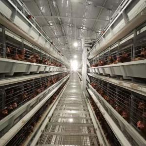China 2000 Birds H Type Broiler Meat Chicken Cage ISO9001 43 X 60 X 41 Cm factory
