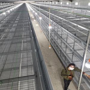 China Three Layers 60 Birds Baby Chick Cage Hot Dip Galvanized factory