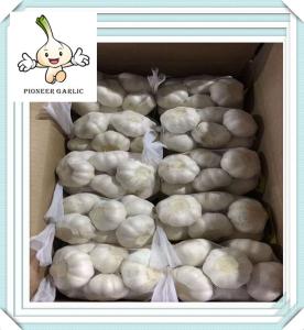 China Fresh Normal White Garlic and Pure White Garlic From Shandong factory