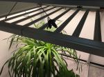 Spider Bar 3500K Samsung LM301H Dimmable LED Grow Lights