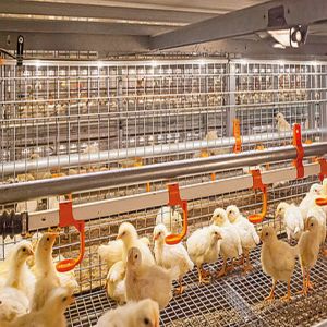 Prefabricated Steel Poultry House Q235 Q345B Galvanized Structure