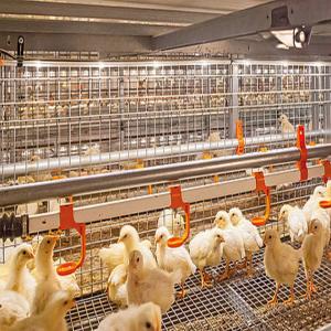 China Galvanized Steel Frame Chicken House Bolts Connection Steel Structure Poultry Sheds factory
