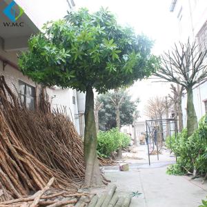 China 5m Artificial Tree Plant , Pachira Macrocarpa With Fiberglass Trunk factory