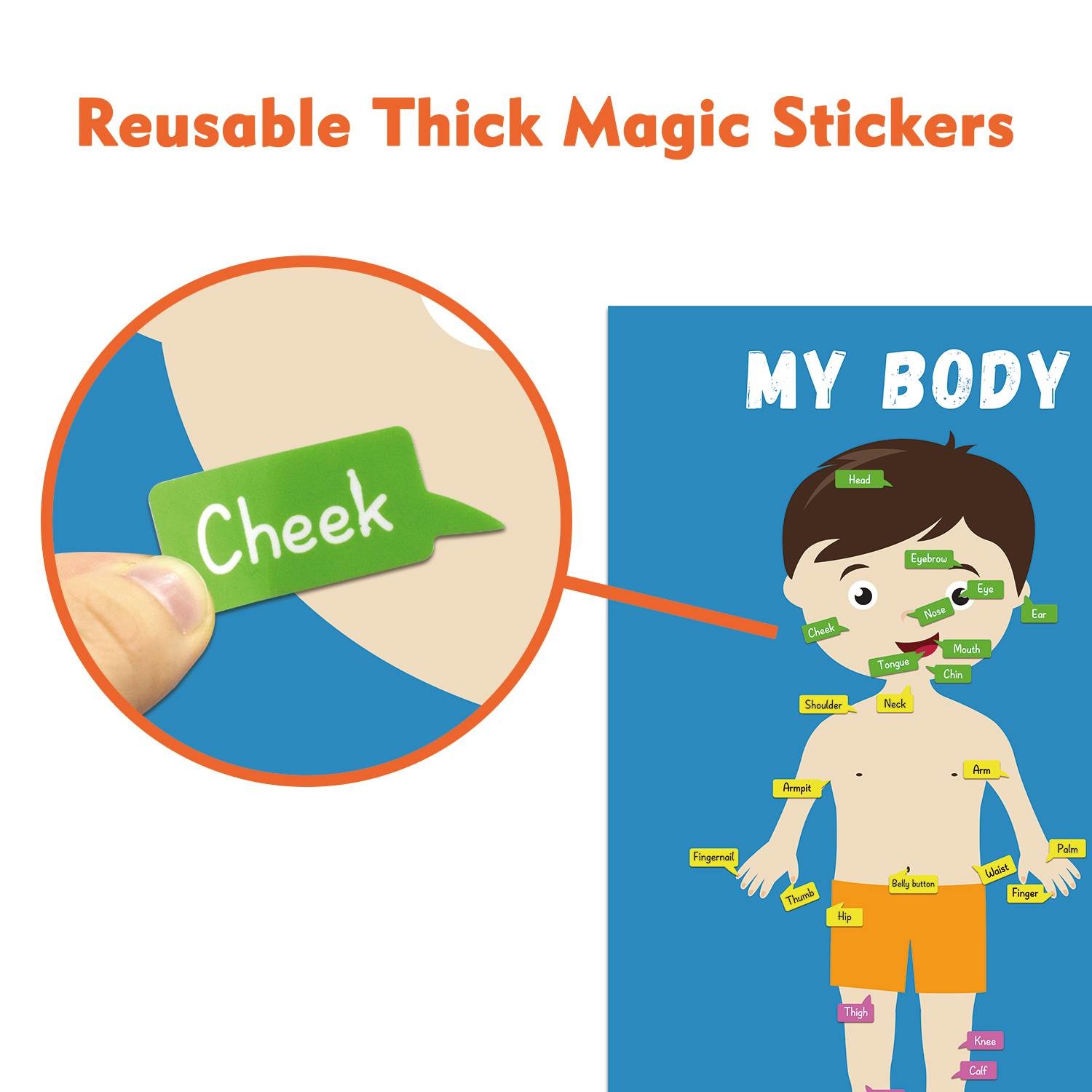 Removable Body Learning Custom Dry Erase Poster Board 48x36" With Magic Stickers