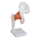 Professional Hip Joint Anatomical Skeleton Model Full Size VIC-110