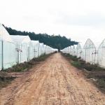 8x30 Meter Agricultural Commercial Vegetable Plastic Film Tunnel Greenhouse For