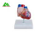 Plastic Human Anatomical Heart Model Life Size For Medical Students