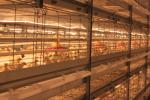 Anti Corrosive Galvanized Full Antomatic Poultry Farm Shed Bird House Prefabrica