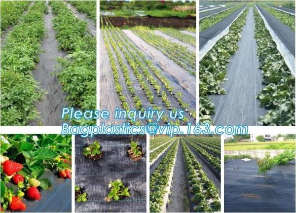 China mesh bag,insect net,anti hail net,weed mat,Polyester fiberglass anti insect net for insect screen window,anti insect mes factory
