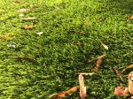 Garden Artificial Carpet Grass Roll 25mm Natural Color