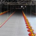 H Type Chicken Layer Cage Hot Dip Galvanized Steel 3 Tier Poultry Cage