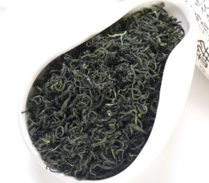 China Chestnut fragrance sichuan ya 'an high mountain cloud stir-fry green tea rain factory