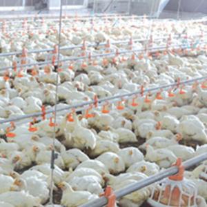 China Automatic Poultry Feeder For Broiler factory