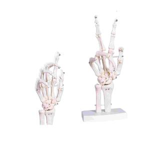 China Human Life Size Finger Bone Flexible for Medical Demonstration Study Education with Base Skeleton Hand Joint Model factory