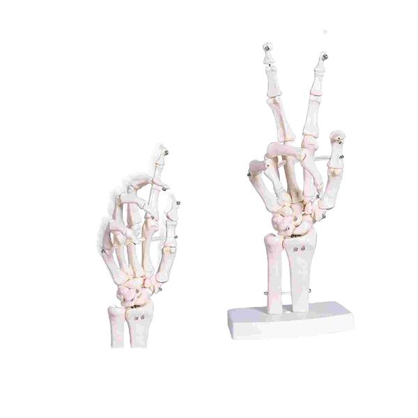 Human Life Size Finger Bone Flexible for Medical Demonstration Study Education