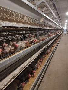 China Specialized Layer Battery Cage For Poultry Farms, Housing Chickens For Laying Hen Operations. factory