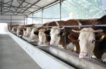Energy-efficient Light Weight Steel Structural Framing Cowshed Systems With