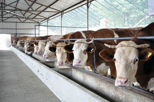 Energy-efficient Light Weight Steel Structural Framing Cowshed Systems With