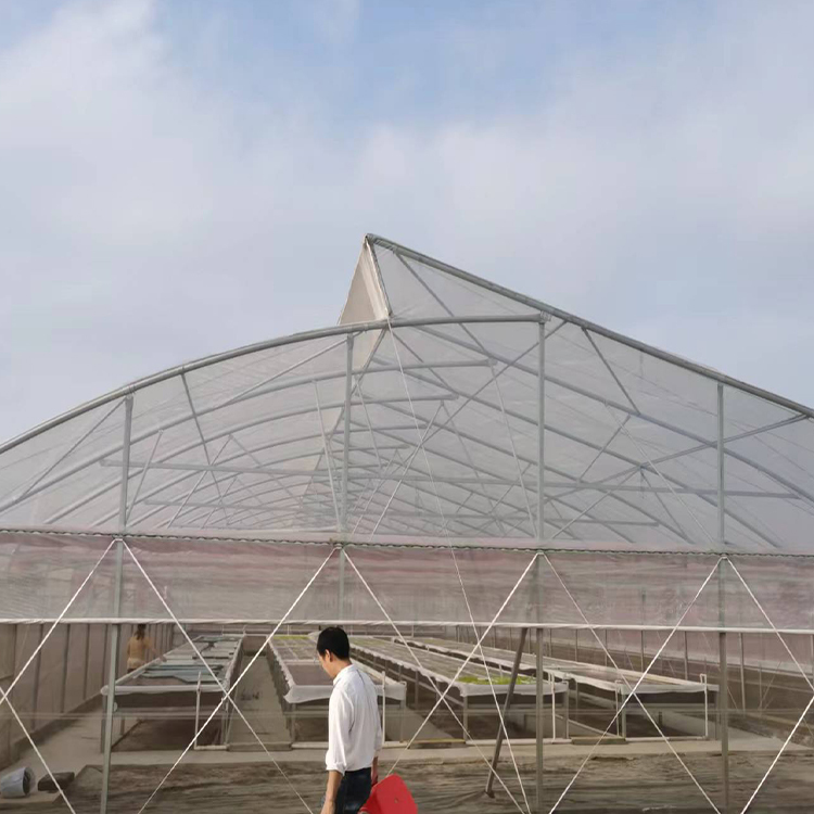 China 200micron Single Span Greenhouse Agricultural Tropical Climate Greenhouse factory