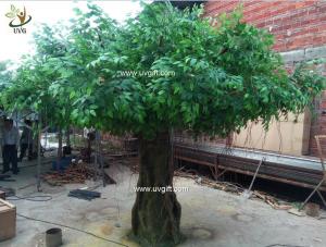 China UVG glassfiber indoor green fake banyan tree tall silk trees for shopping center decoration GRE054 factory