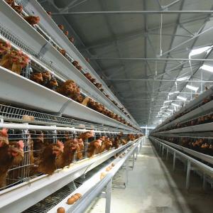 China 3-10 Layer Poultry Cage For Chicken U Type Hot Galvanized Steel Stand factory