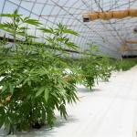 Single Polytunnel Green House Light Dep System With LED Grow Light