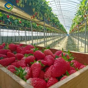 China OEM Steel Frame Fruit And Vegetable Greenhouse For Strawberries factory