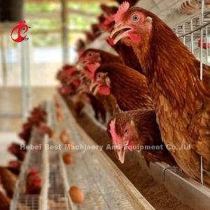 China Automatic Poultry Layer Broiler Farming Cage System With Drinking And Feeding Equipment Adela factory