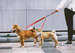 SEDEX Personalised Pet Accessories Multiple Dog Leash Belt Two Dog Leash Coupler