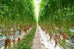 AC 265V 660nm Quantum Board Light For Farming