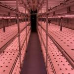 40 Feet Container Farming Plant Factory For Hydroponic Growing Lettuce Leaf