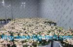 Flower cold storage installation