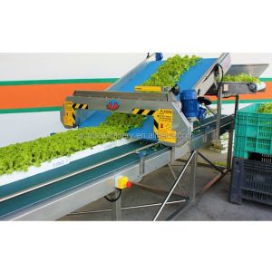 Cutting Salad Rocket and Spinach Made Easy with 1350mmx850mmx950mm Harvester