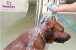 Quick Install 0.5kg 48pcs Grooming Pet Bathing Tool