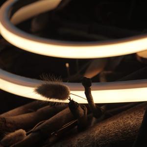 China 24VDC 2700K LED Neon Light Strips For Room Warm White Lumileds 2835 factory