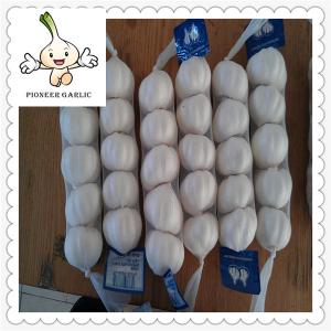 China Vegetabless Product Type and Fresh Style white garlic 2016 crop purple garlic 5.5cm factory