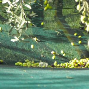 China 4X8m green hdpe mono Olive Net for harvest factory