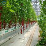 Greenhouse Hydroponics Gutter System With Grow Bags For Growing Tomato